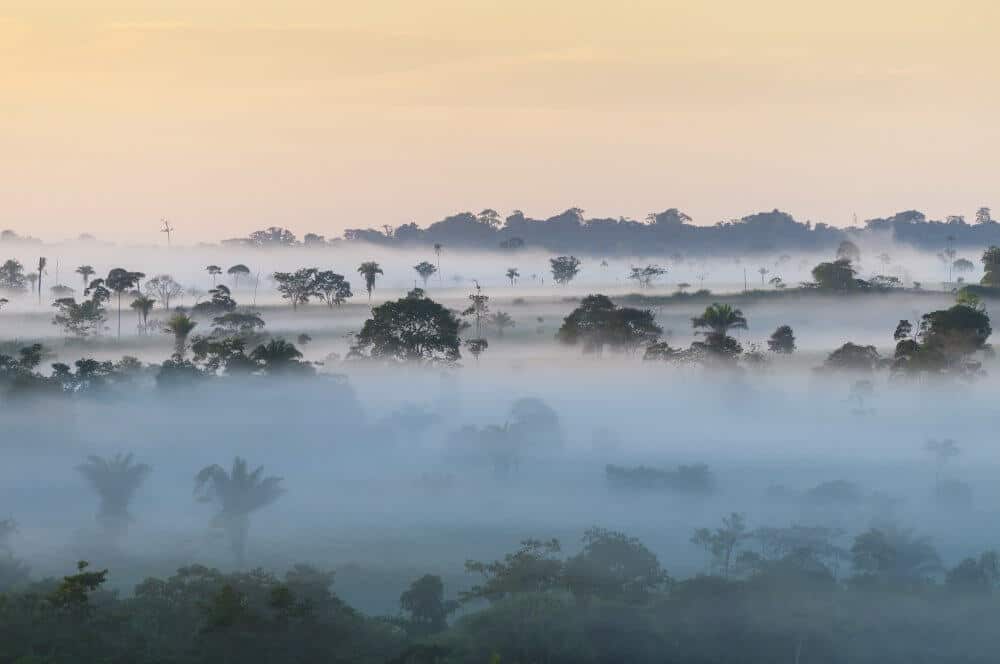 Amazone, Brazilie