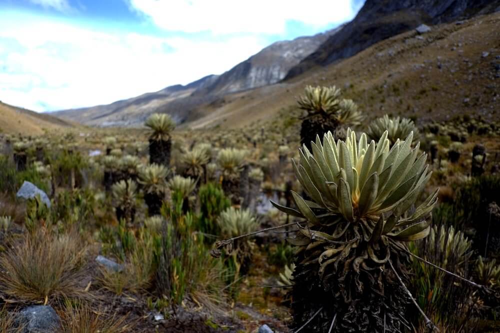 Planten in El Cocuy National Park