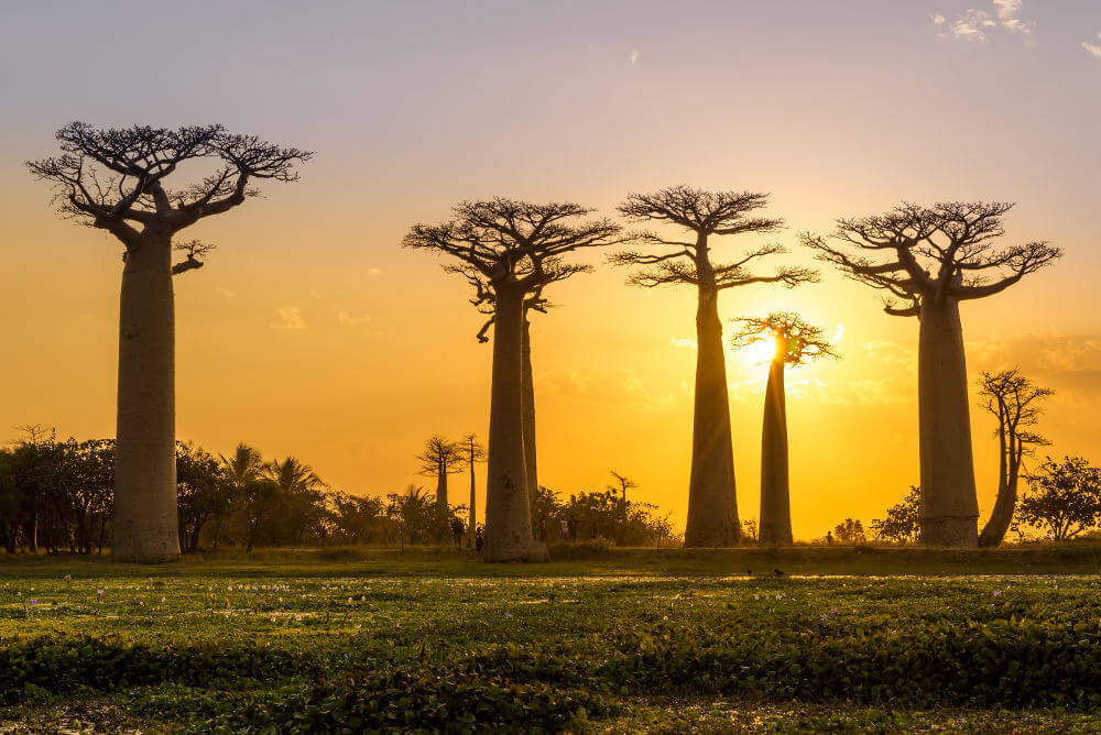 Allee des Baobabs