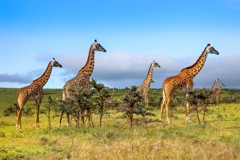 Giraffen in Tanzania