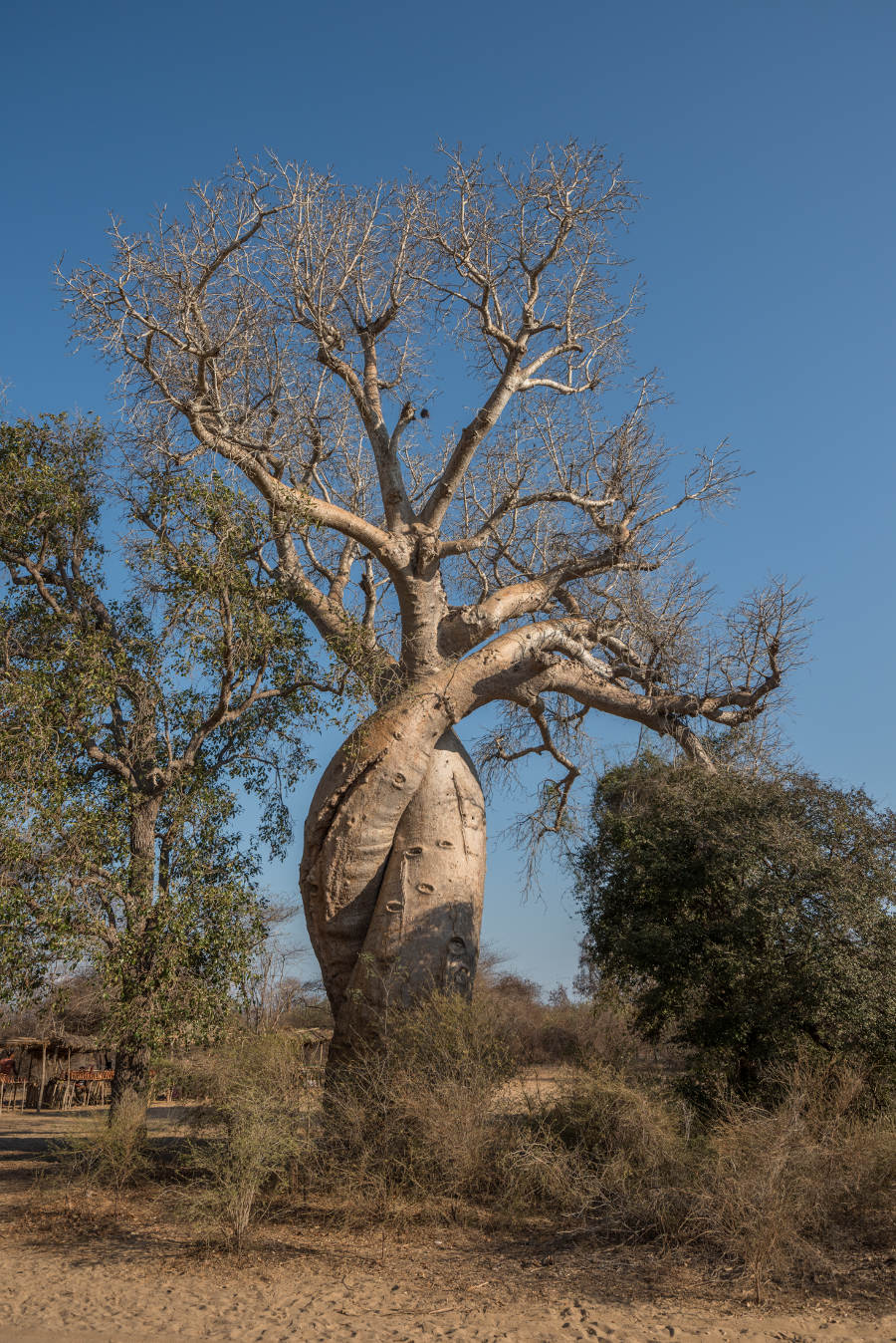 Allee de Baobabs