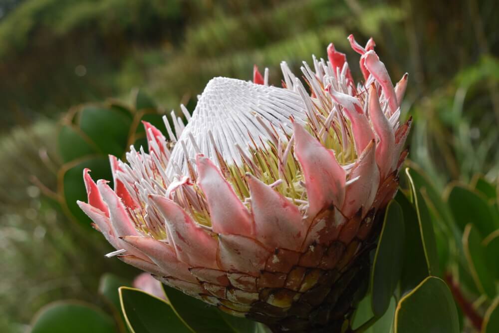 protea Zuid-Afrika