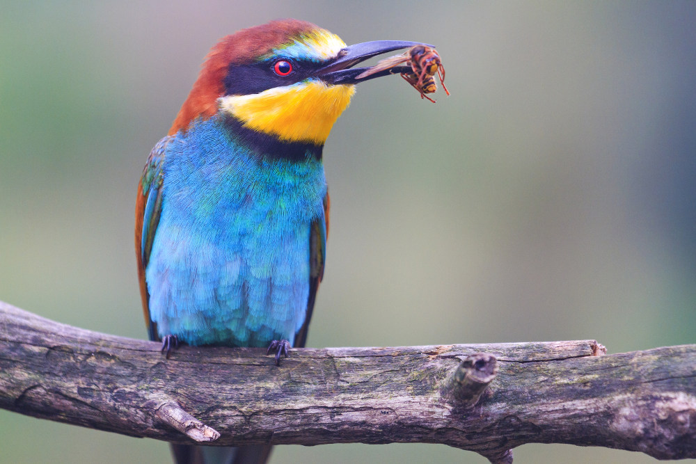 Vogel in de natuur Guatemala