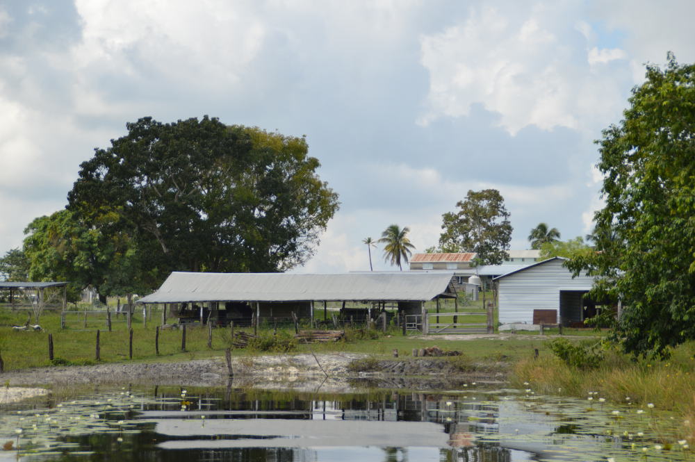 Mennonieten in Belize