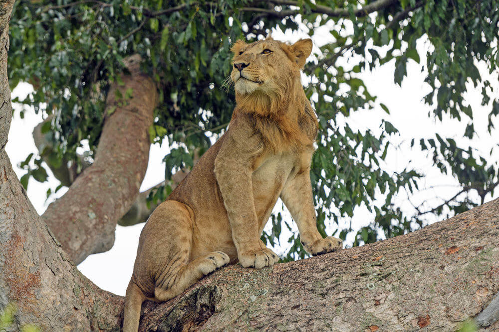 Oeganda heeft als land ontzettend veel te bieden. Mooie natuur, een interessante cultuur en ontzettend veel wildlife wat je in een van de vele nationale parken kunt gaan bekijken. Queen Elizabeth National Park is daar een van. En niet zomaar een! Dit park is namelijk het bekendste National Park van Oeganda. Het staat ook bekend om de tree-climbing lions.