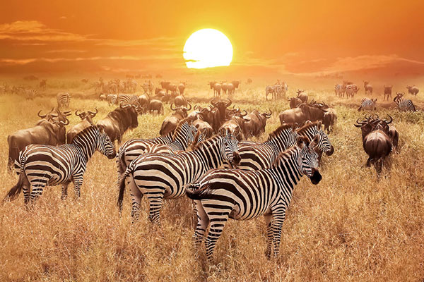 De keuze aan wildparken in Afrika is enorm! Er zijn werkelijk honderden verschillende safari's en wildparken te vinden door heel Afrika. Dus welke moet je kiezen? In dit overzicht geven we een algemene indruk over wat je in een park kan verwachten en wanneer je er het beste kan verblijven. Daarom nemen wij je in deze blog mee naar wat onze reis-experts de 10 mooiste Nationale Parken van Afrika vinden!
