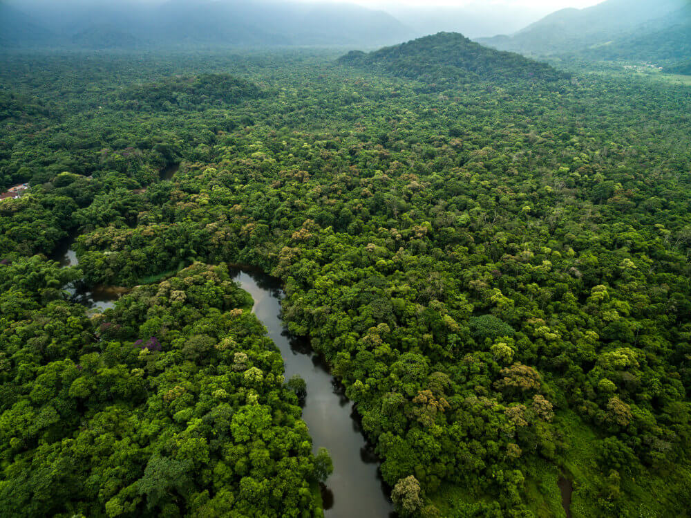 Jungle Suriname