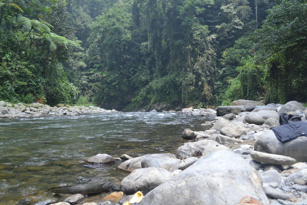 Jungle trekking in Bukit Lawang