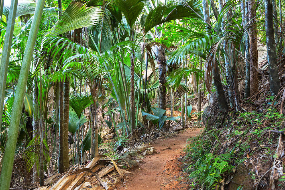 Vallee de Mai vormt het hart van Praslin National Park, op Praslin Island. Praslin Island is een van de vele eilanden van de Seychellen. Het is tevens het kleinste UNESCO Werelderfgoedgebied ter wereld en het is vooral bekend om de velen inheemse bomensoorten die je hier kunt vinden. Wij delen onze tips.