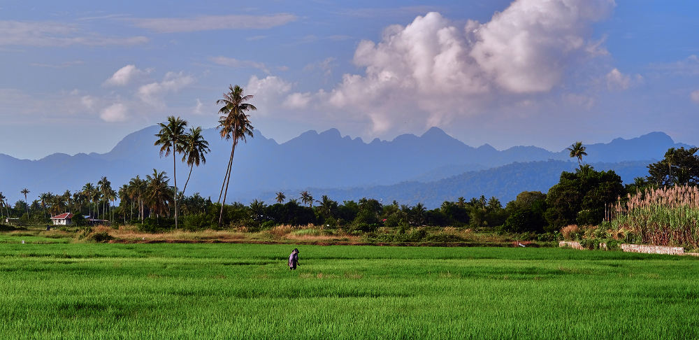 rijstvelden op Langkawi