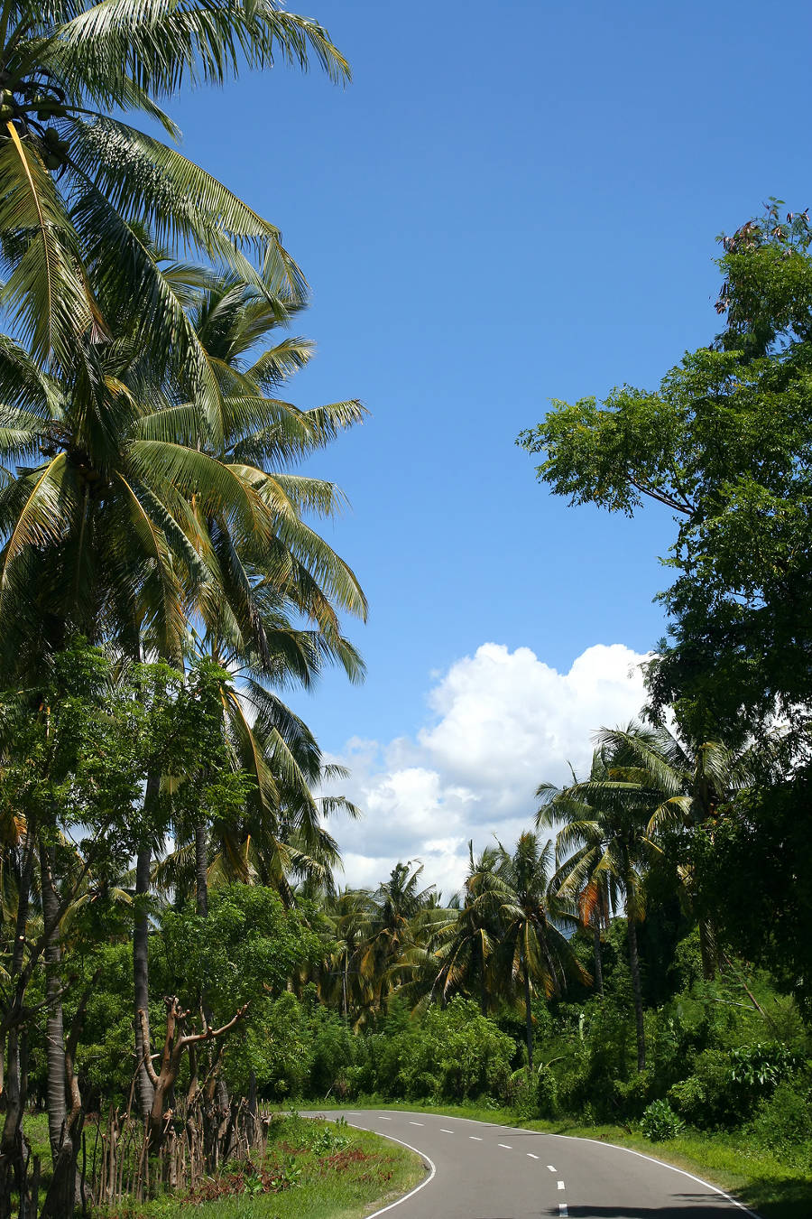 Jungle Sumbawa