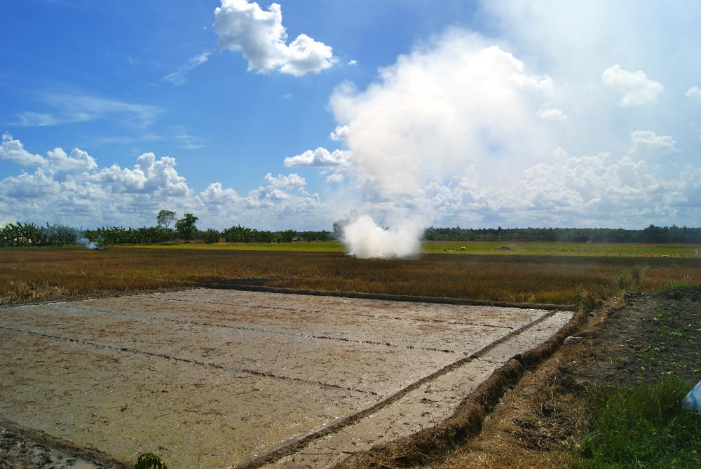 Rijstveld Vietnam