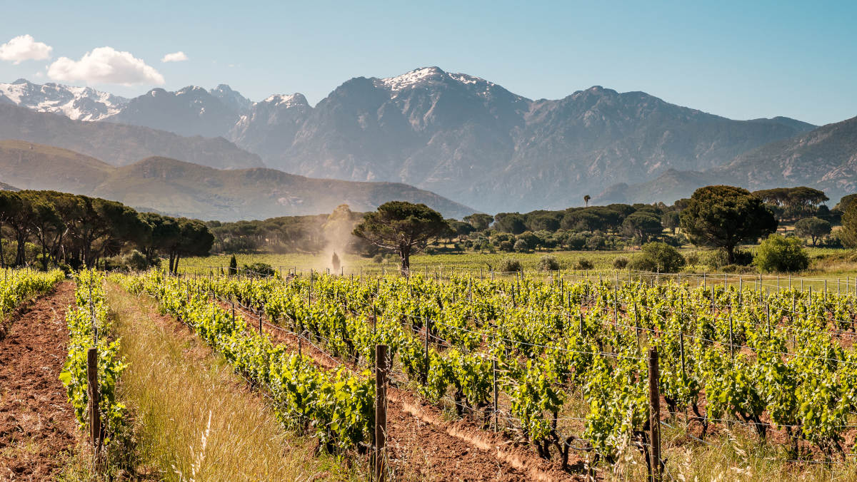 Wijngaarden Corsica